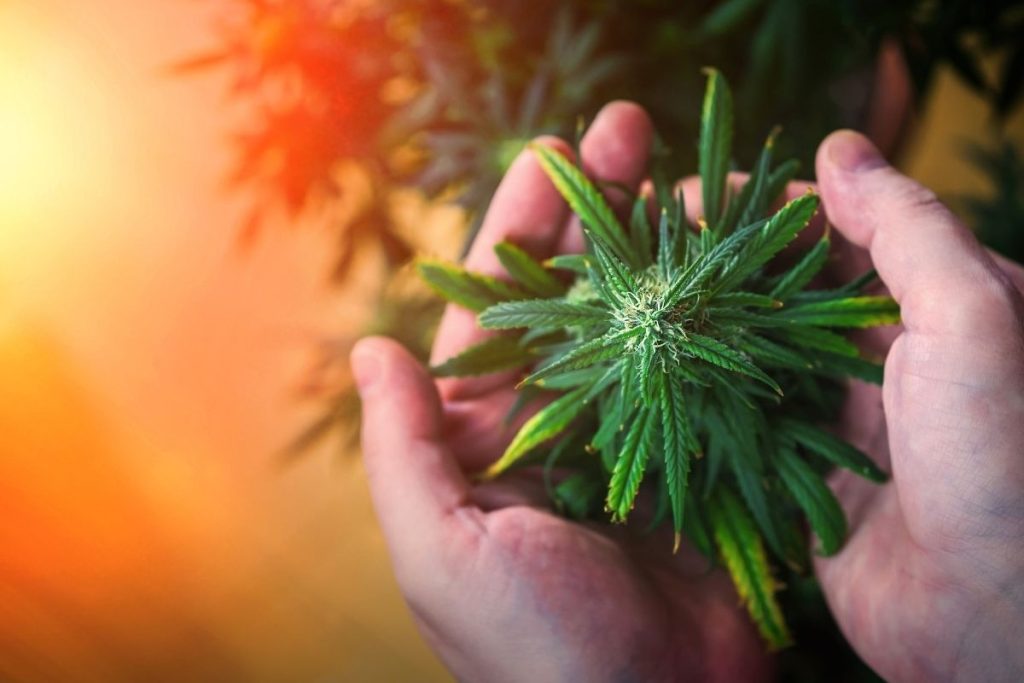 Holistic de-addiction programs for marijuana treatment